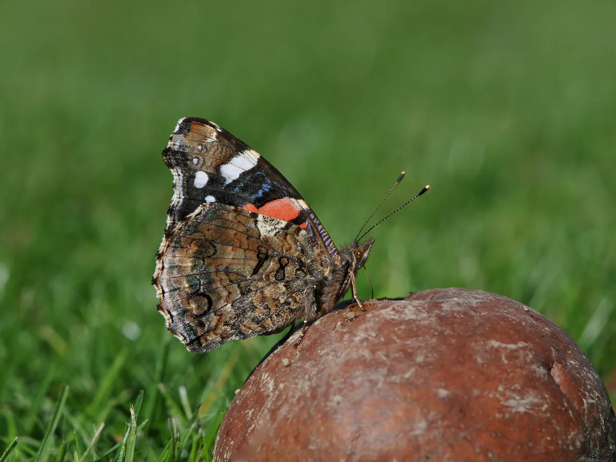 Red Admiral