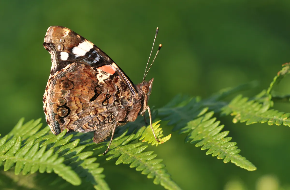Red Admiral