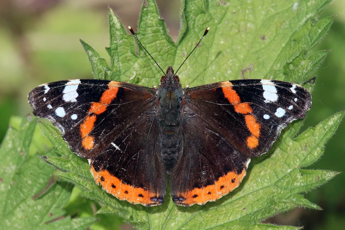 Red Admiral