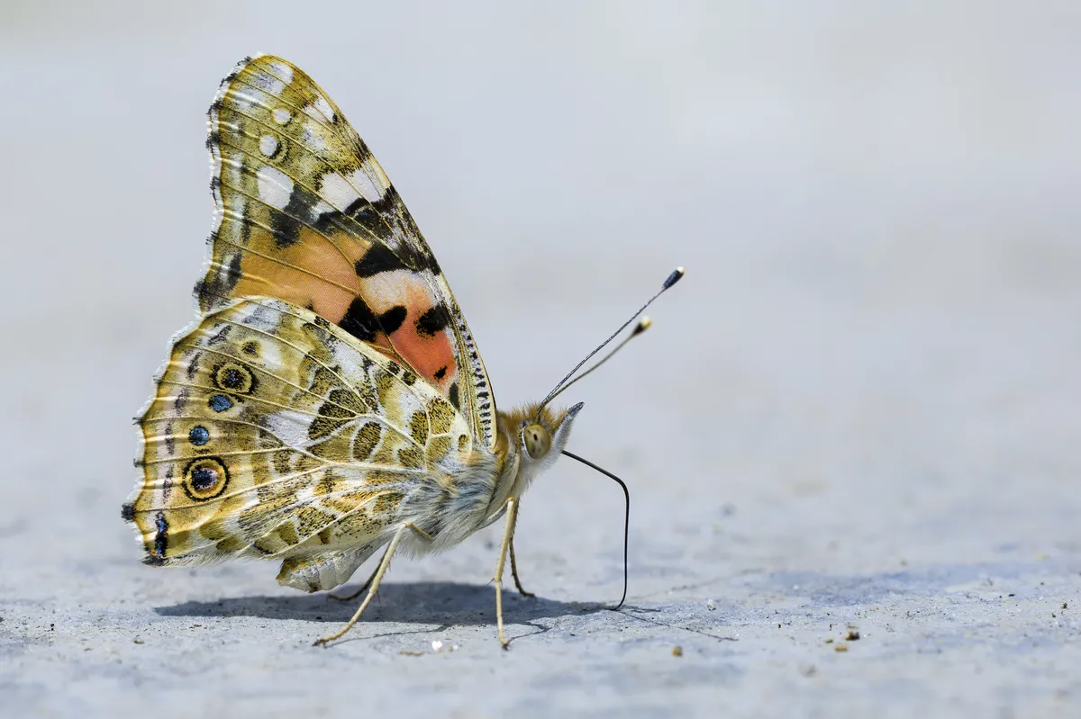 Vanessa cardui