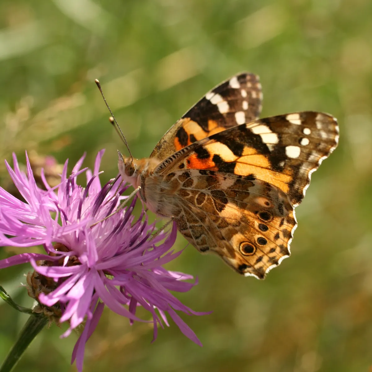 Painted Lady Butterfly