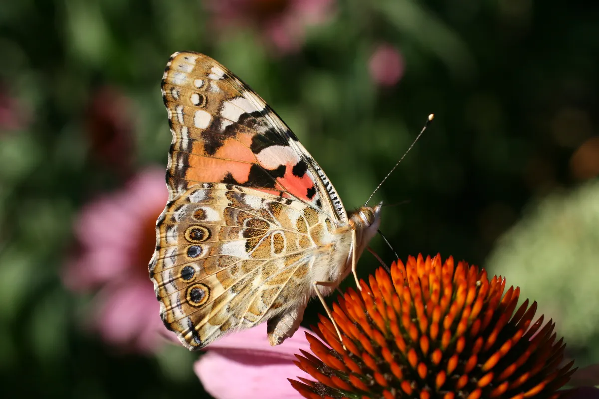 Painted Lady Butterfly