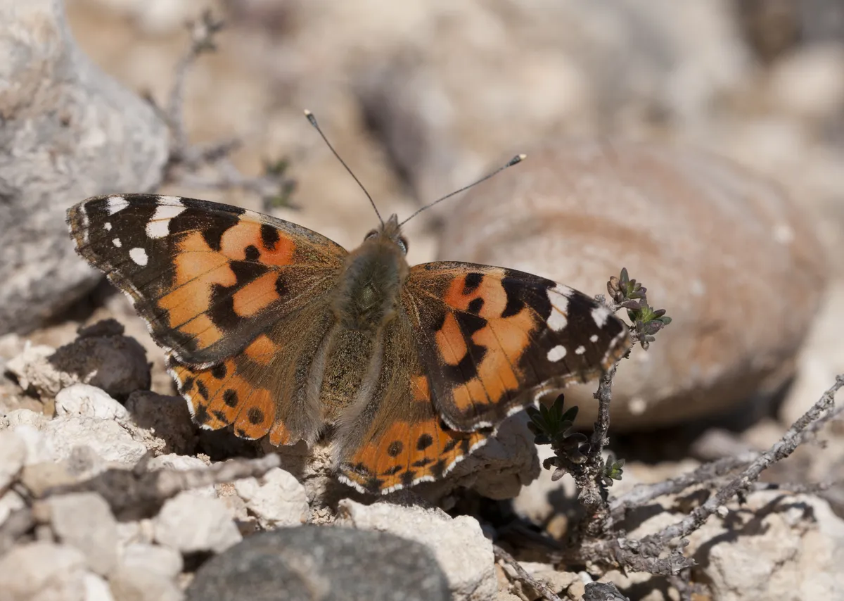 Painted Lady Butterfly