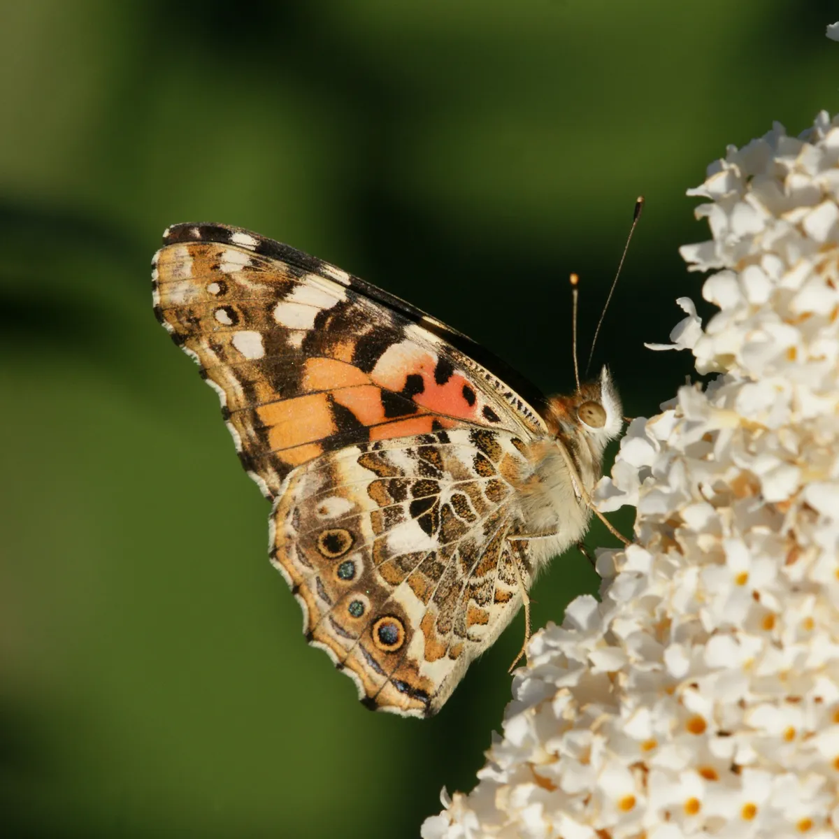 Painted Lady Butterfly