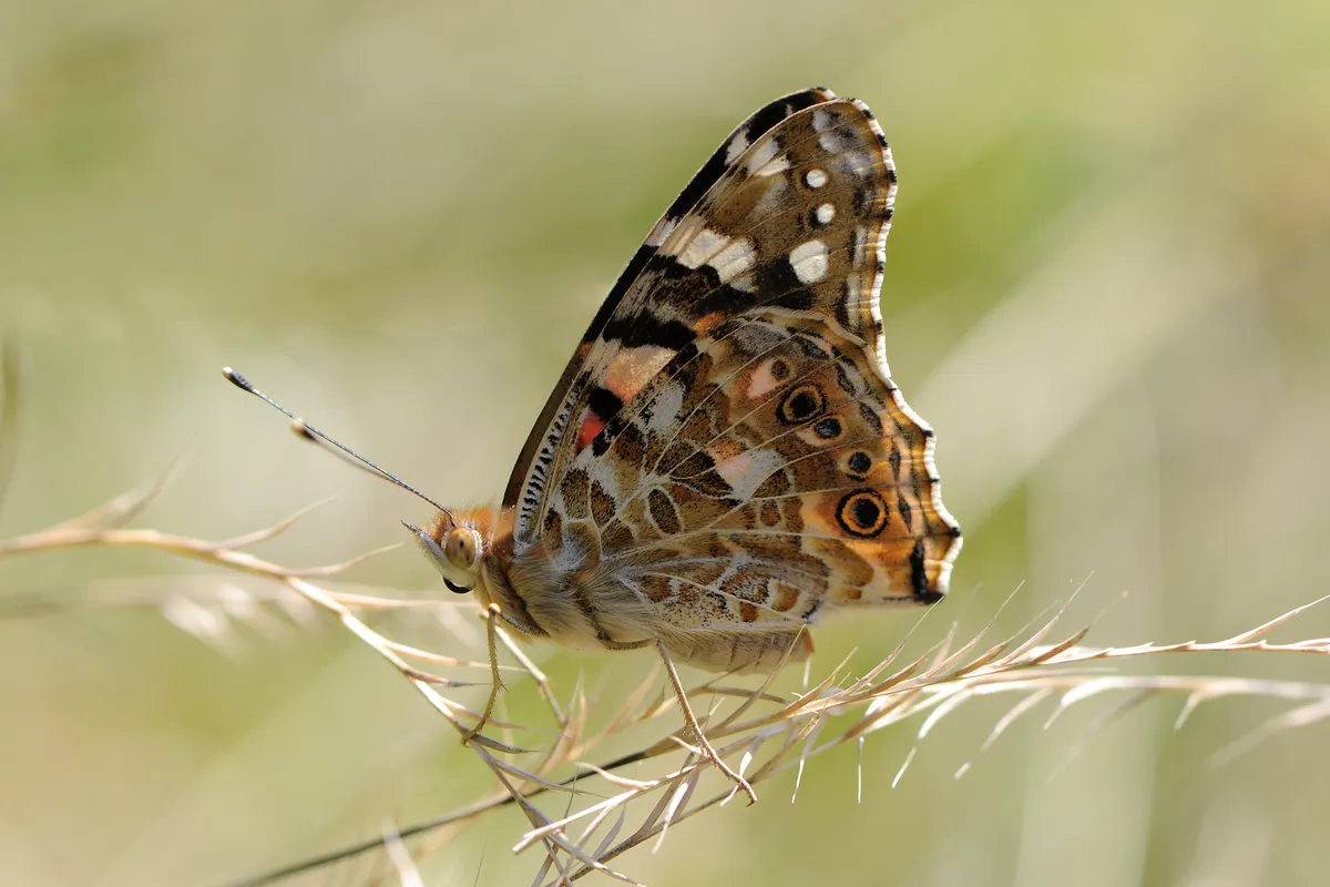 Painted Lady Butterfly