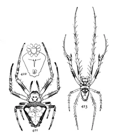 Verrucosa arenata