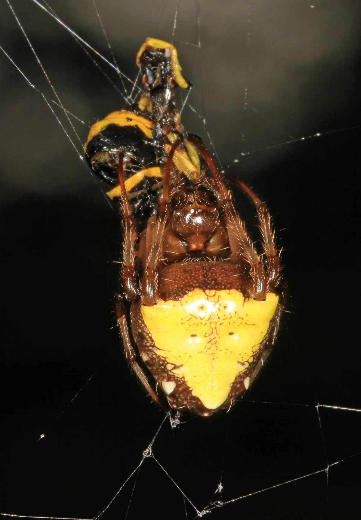 Arrowhead Orb Weaver