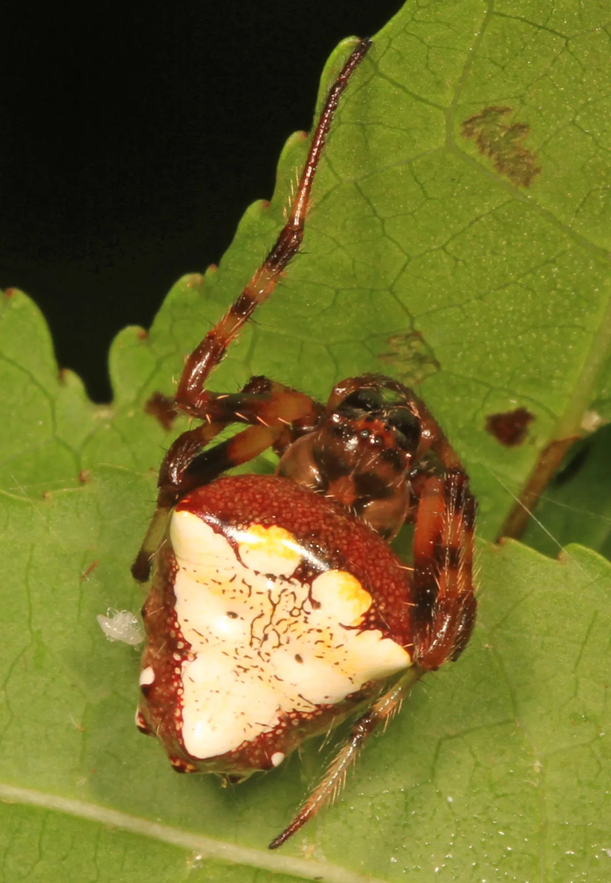 Arrowhead Orb Weaver