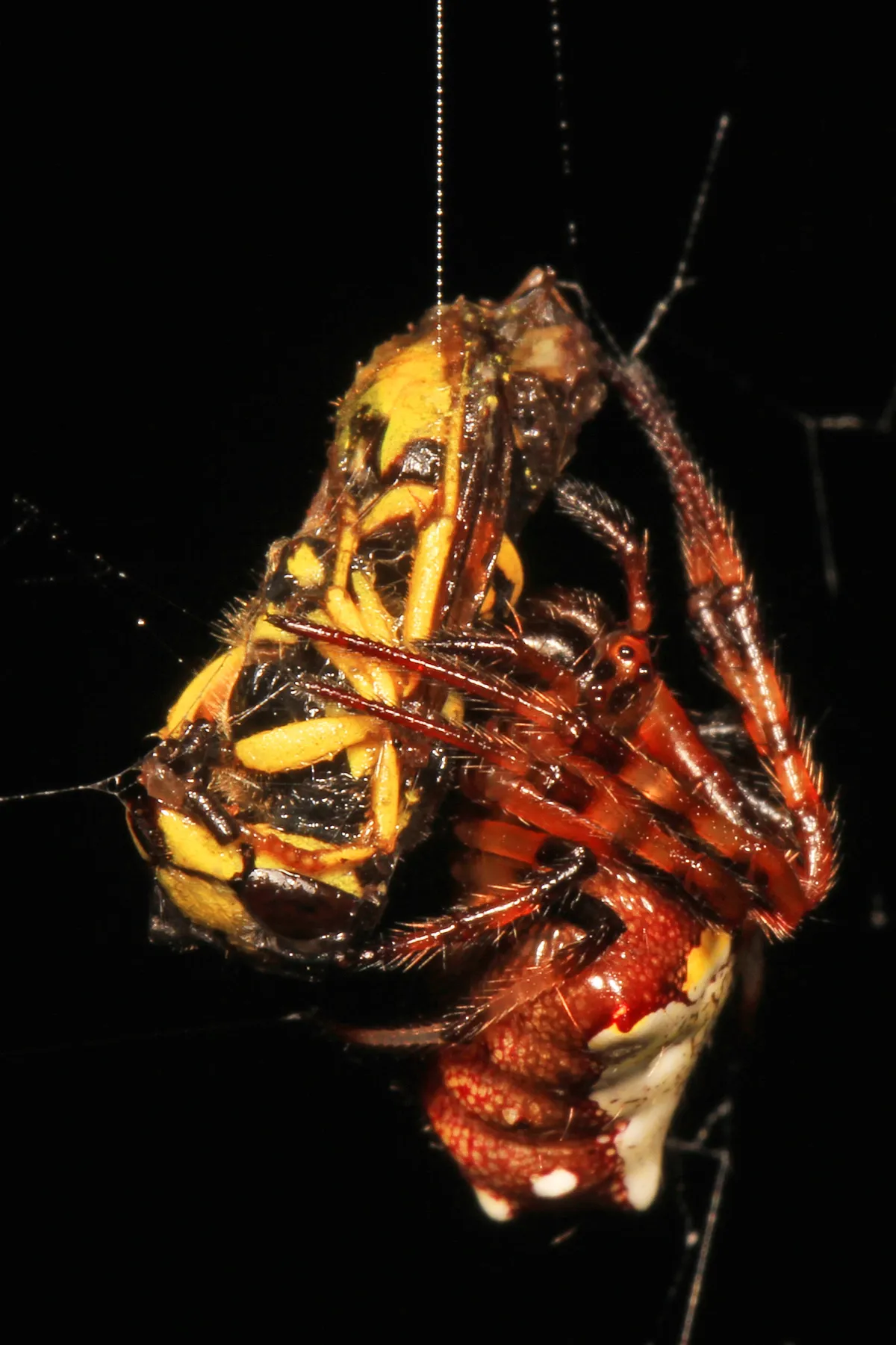 Arrowhead Orb Weaver