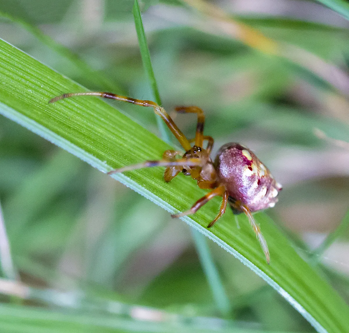 Arrowhead Orb Weaver