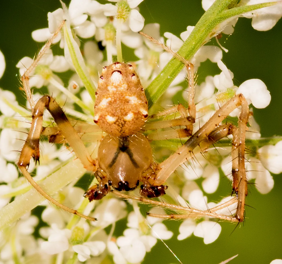 Arrowhead Orb Weaver