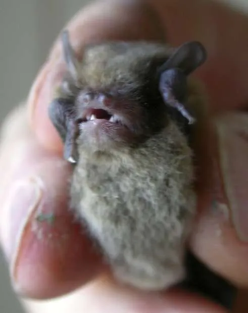 Vespadelus vulturnus