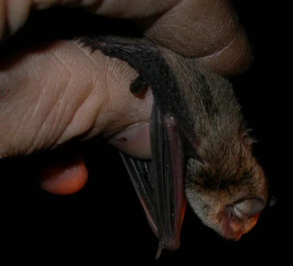 Little Forest Bat