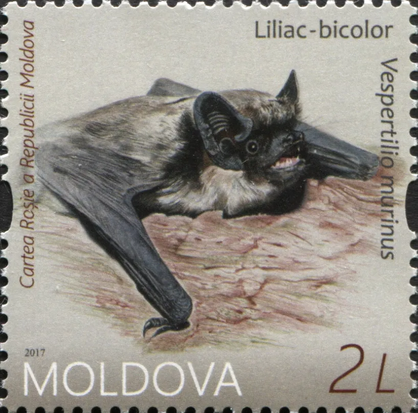 Parti-coloured Bat