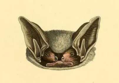 Parti-coloured Bat