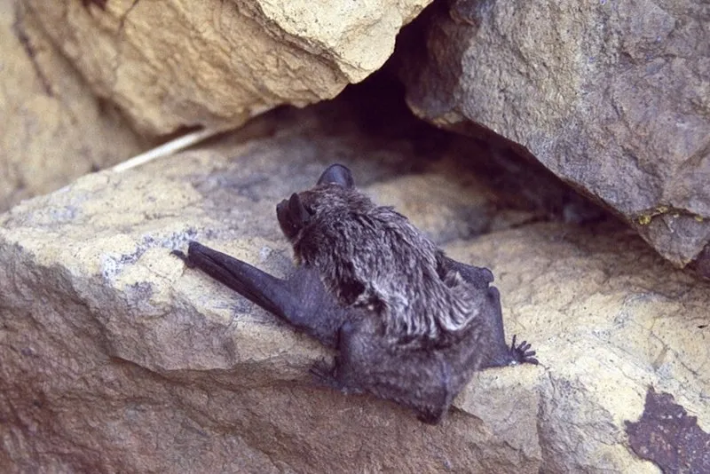 Parti-coloured Bat