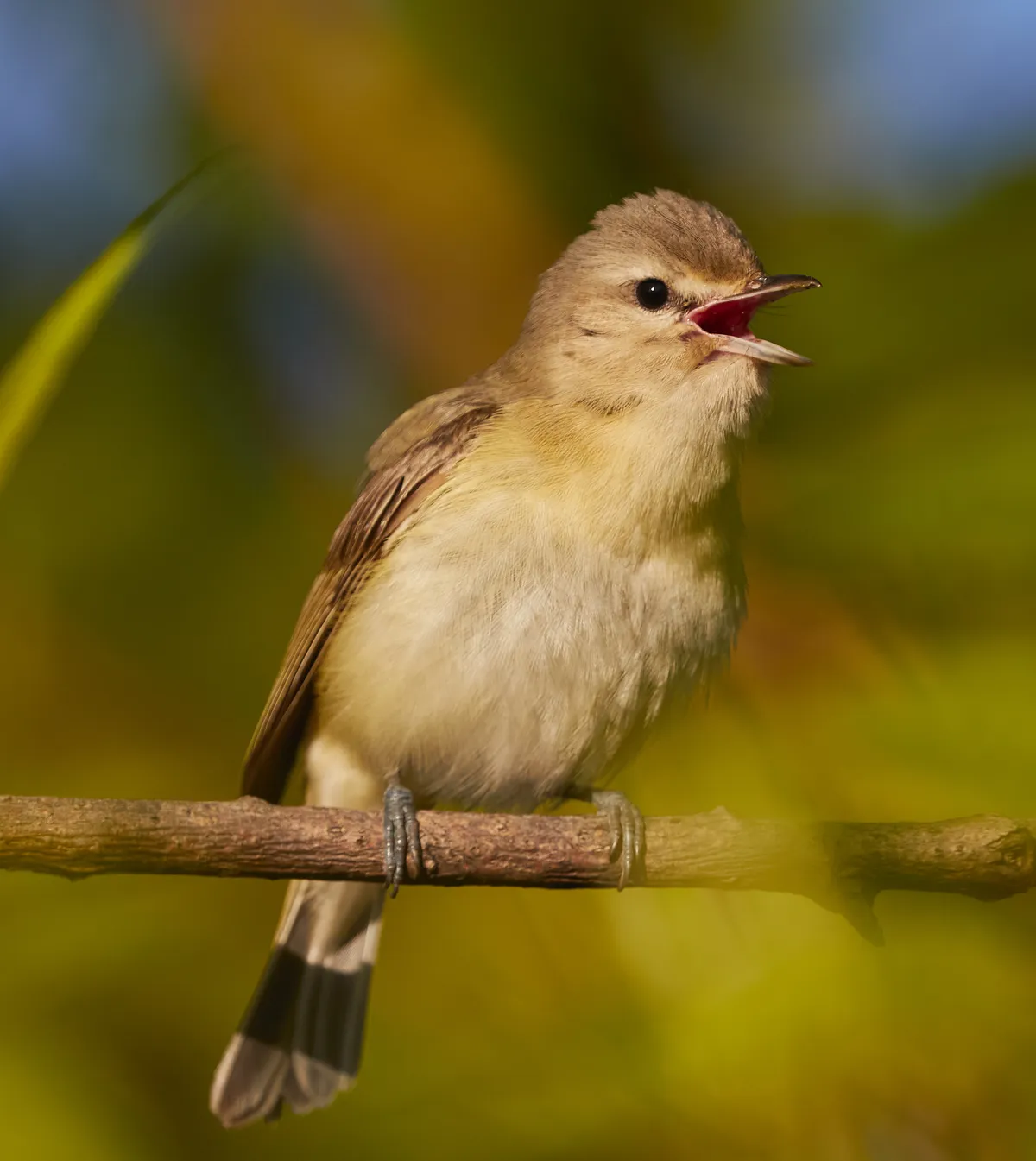Warbling Vireo
