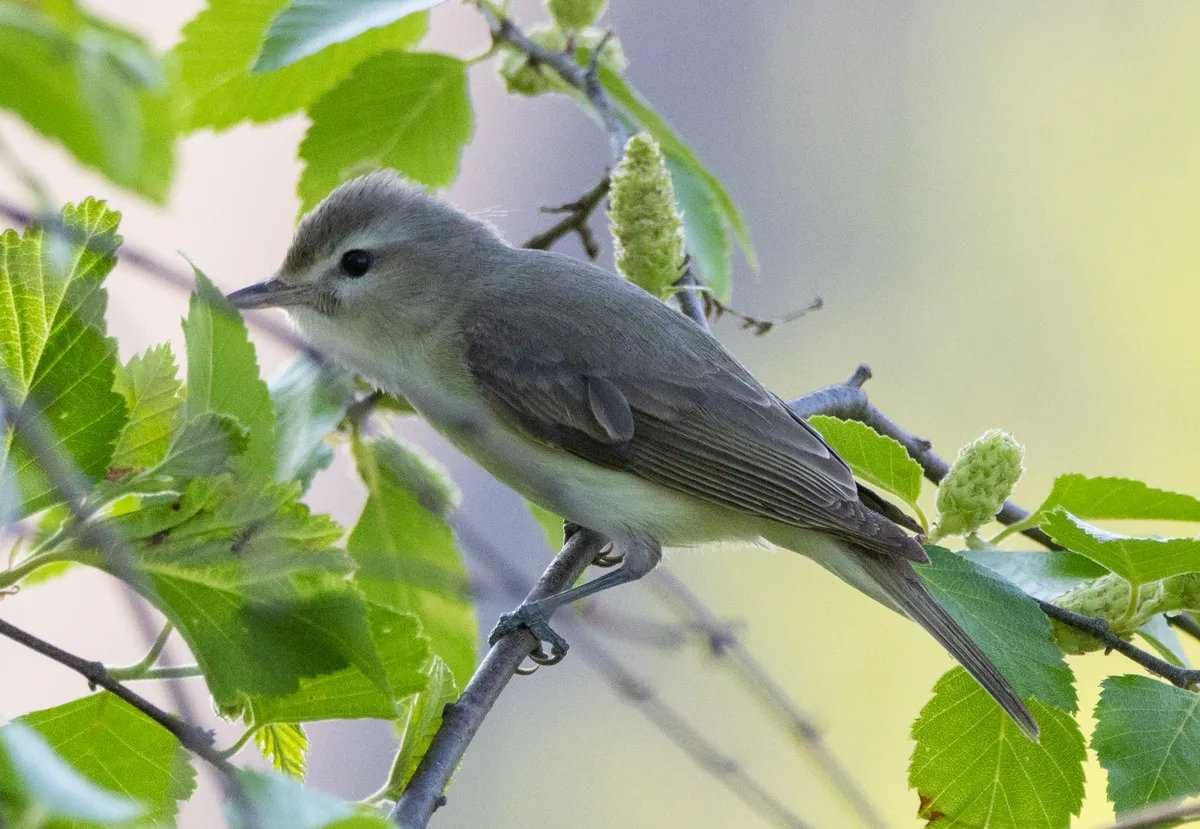 Warbling Vireo