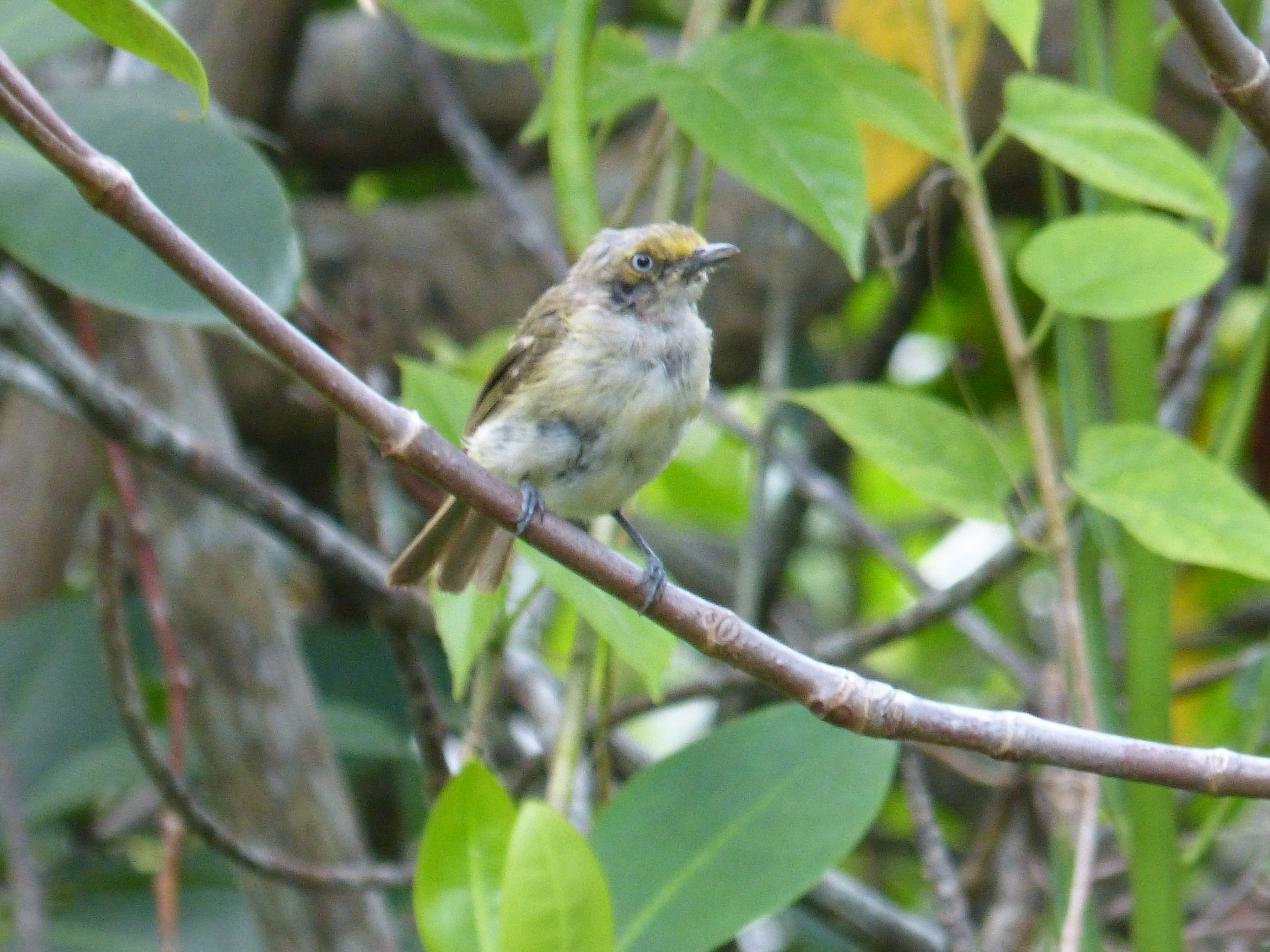 Vireo griseus