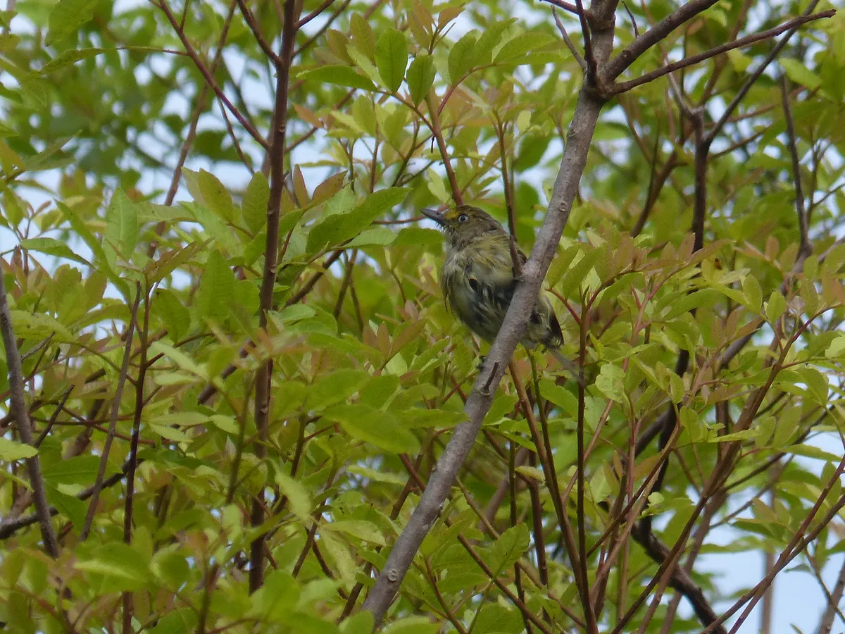 White-eyed Vireo