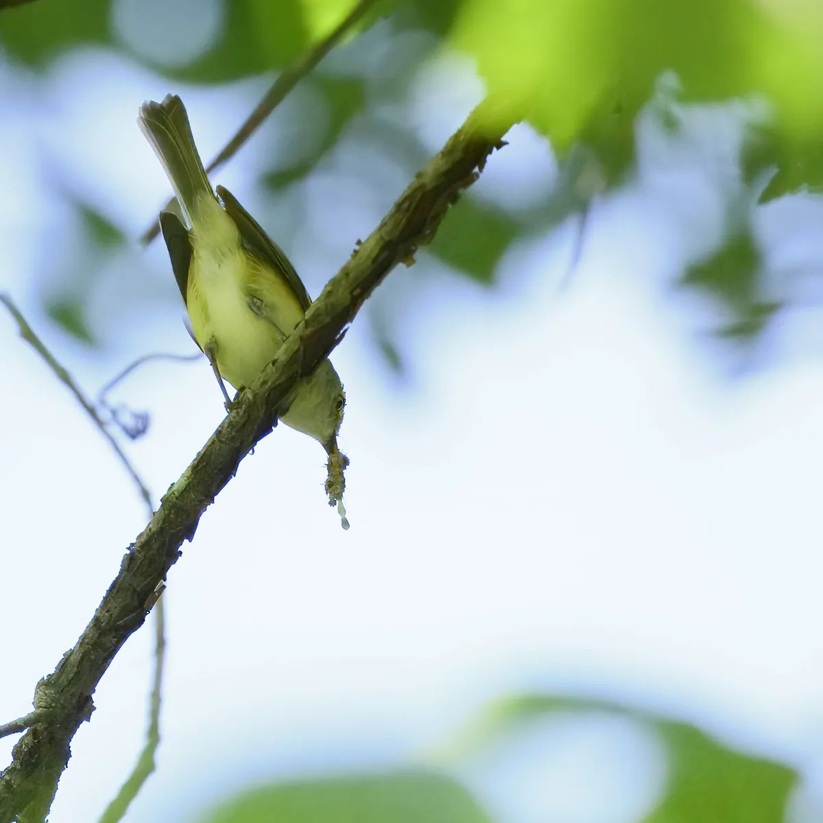 White-eyed Vireo