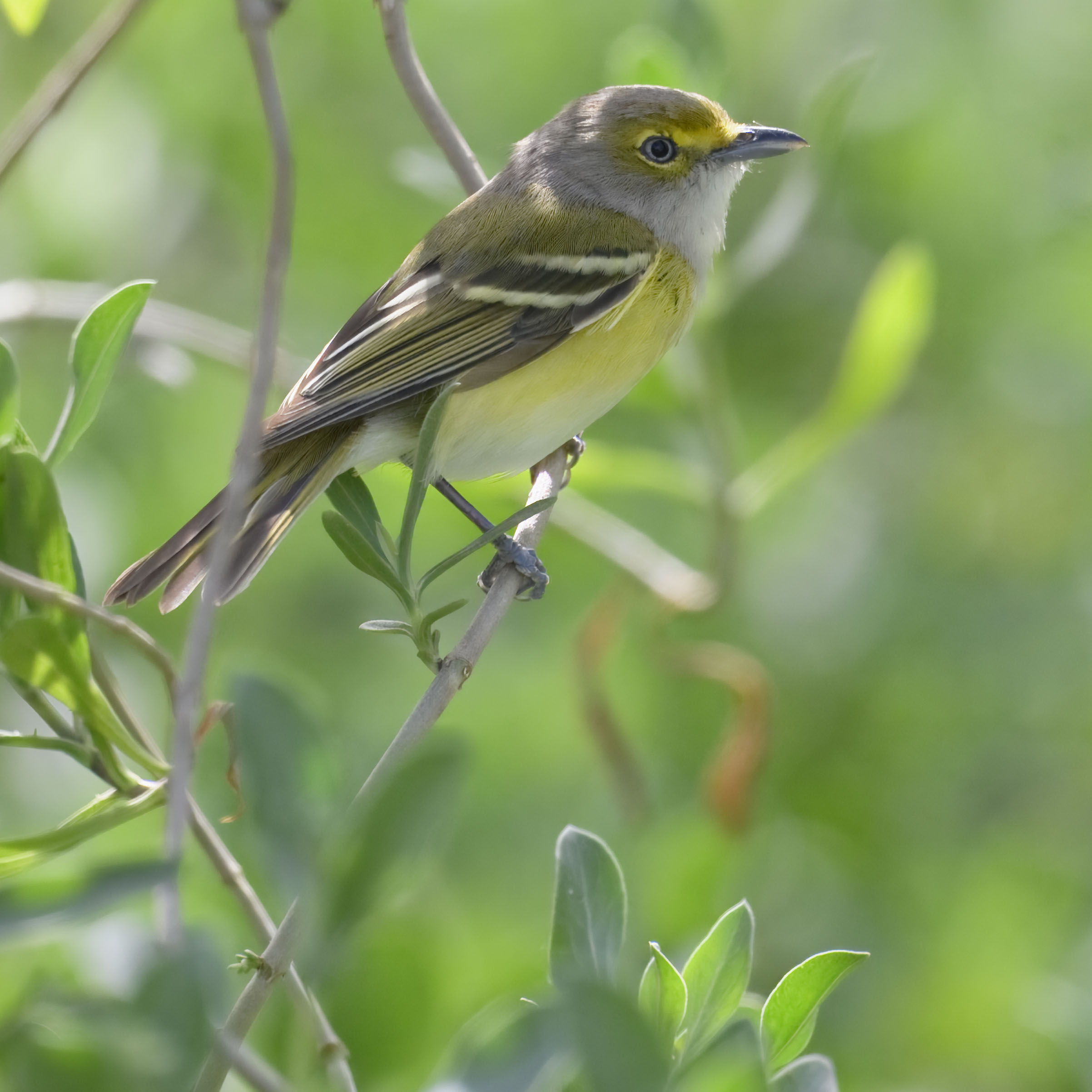 White-eyed Vireo