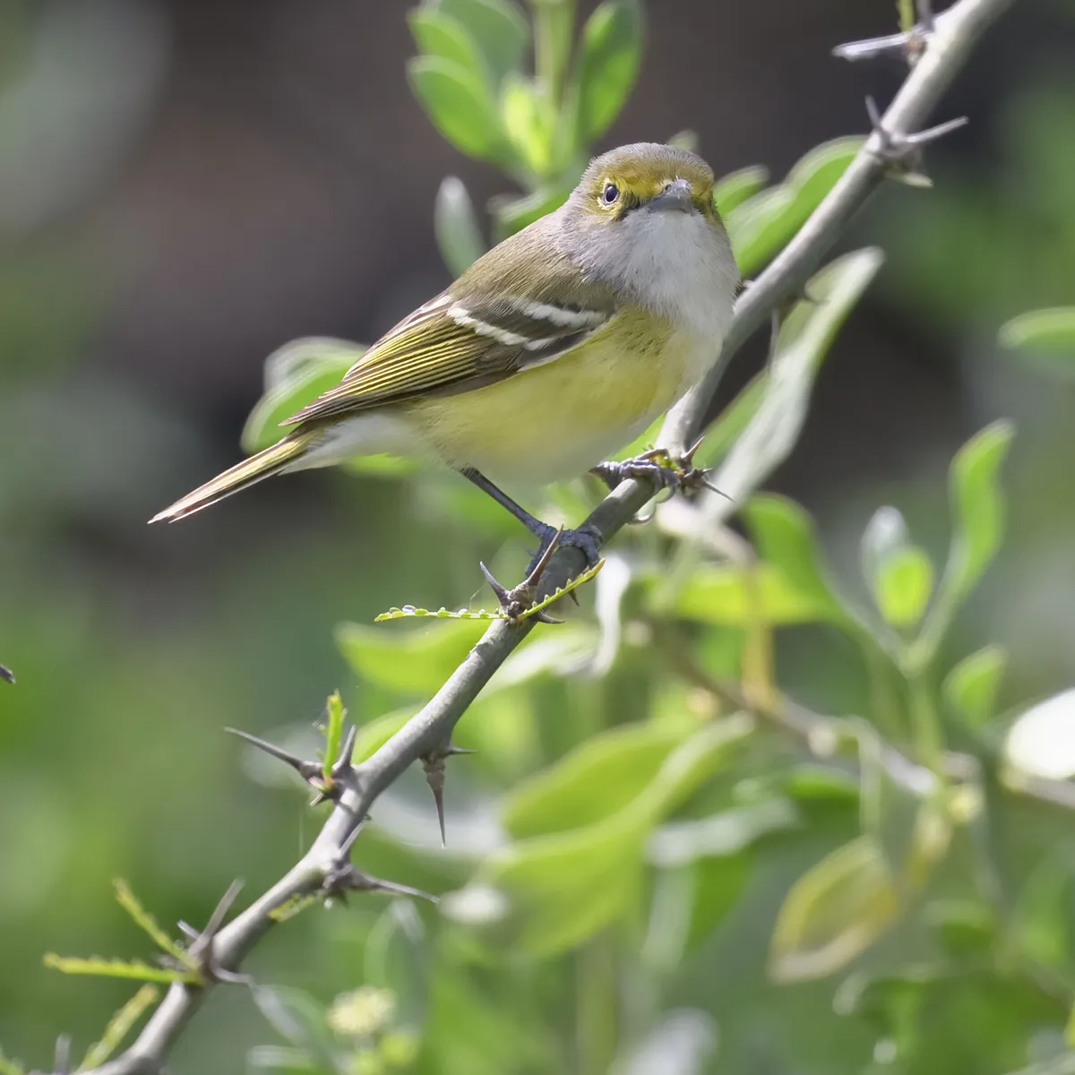 White-eyed Vireo