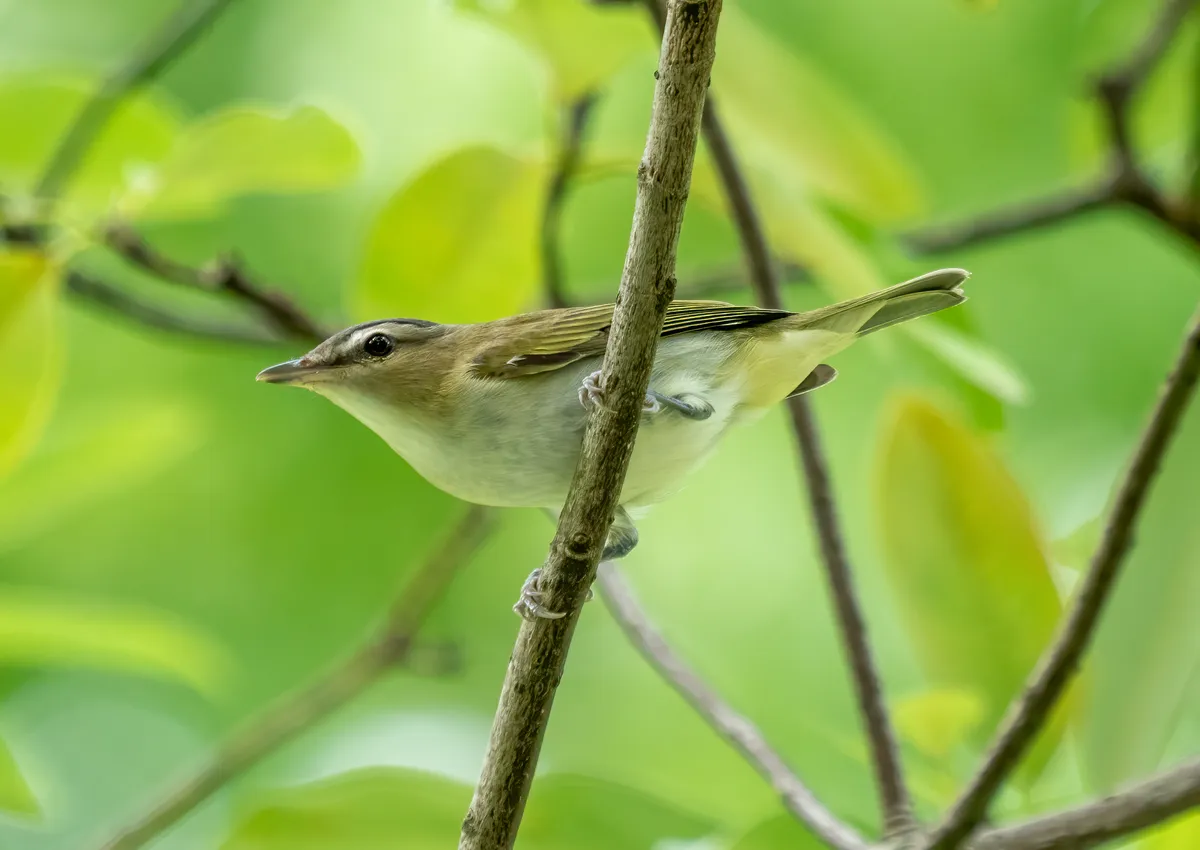 Vireo olivaceus