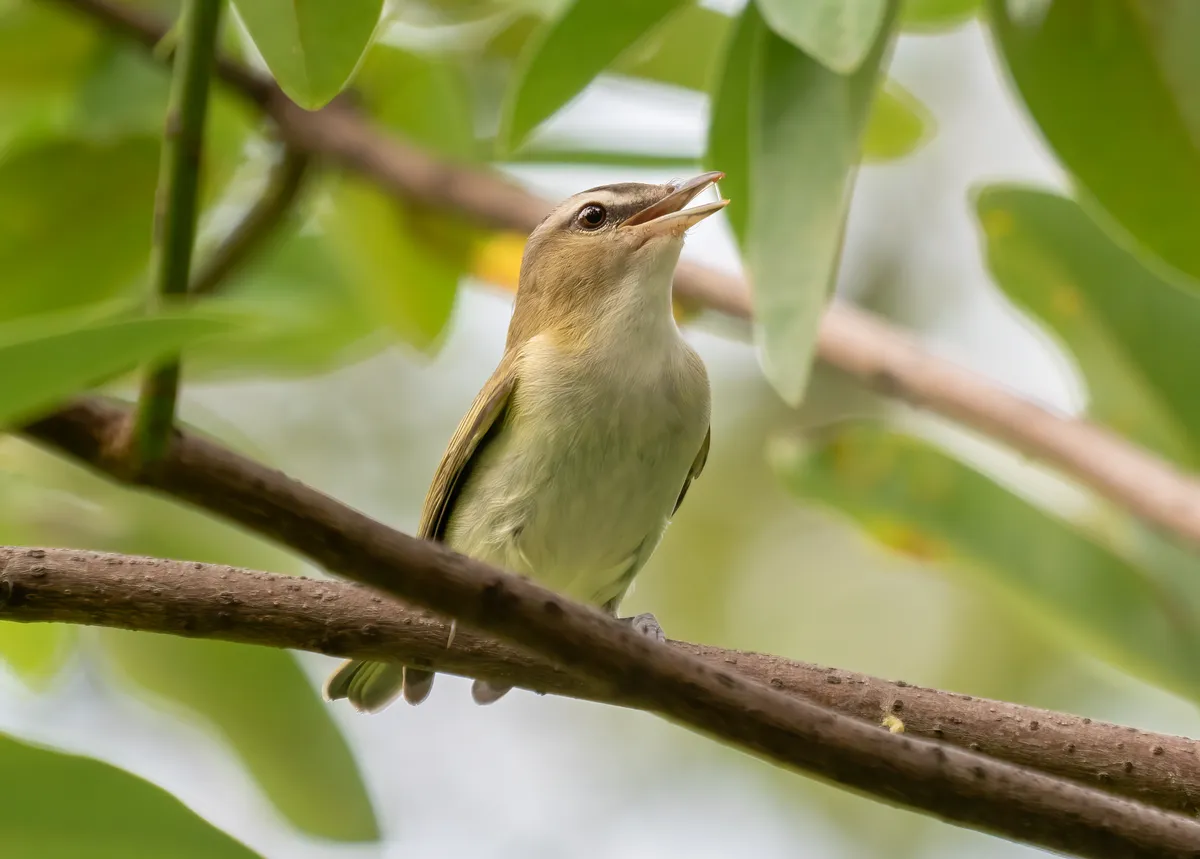 Vireo de Ojo Rojo