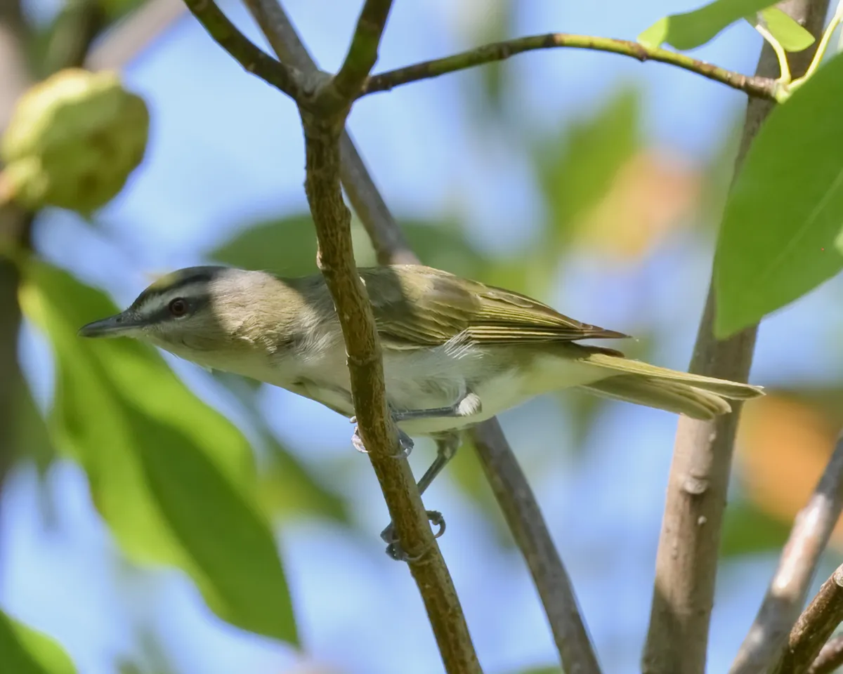 Vireo de Ojo Rojo