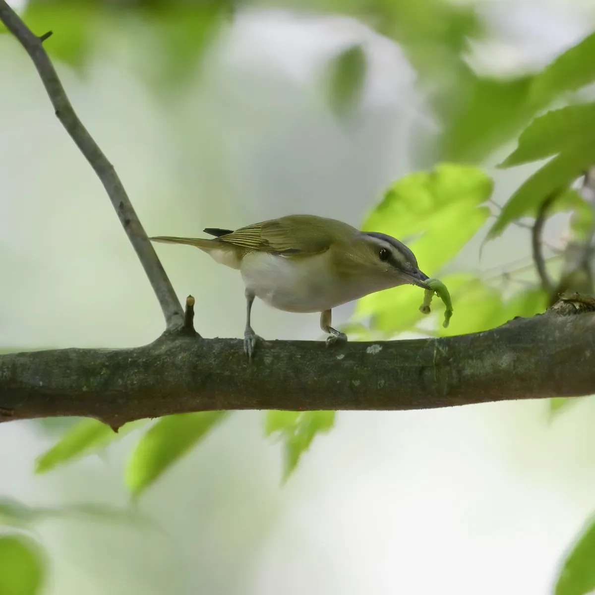 Vireo de Ojo Rojo