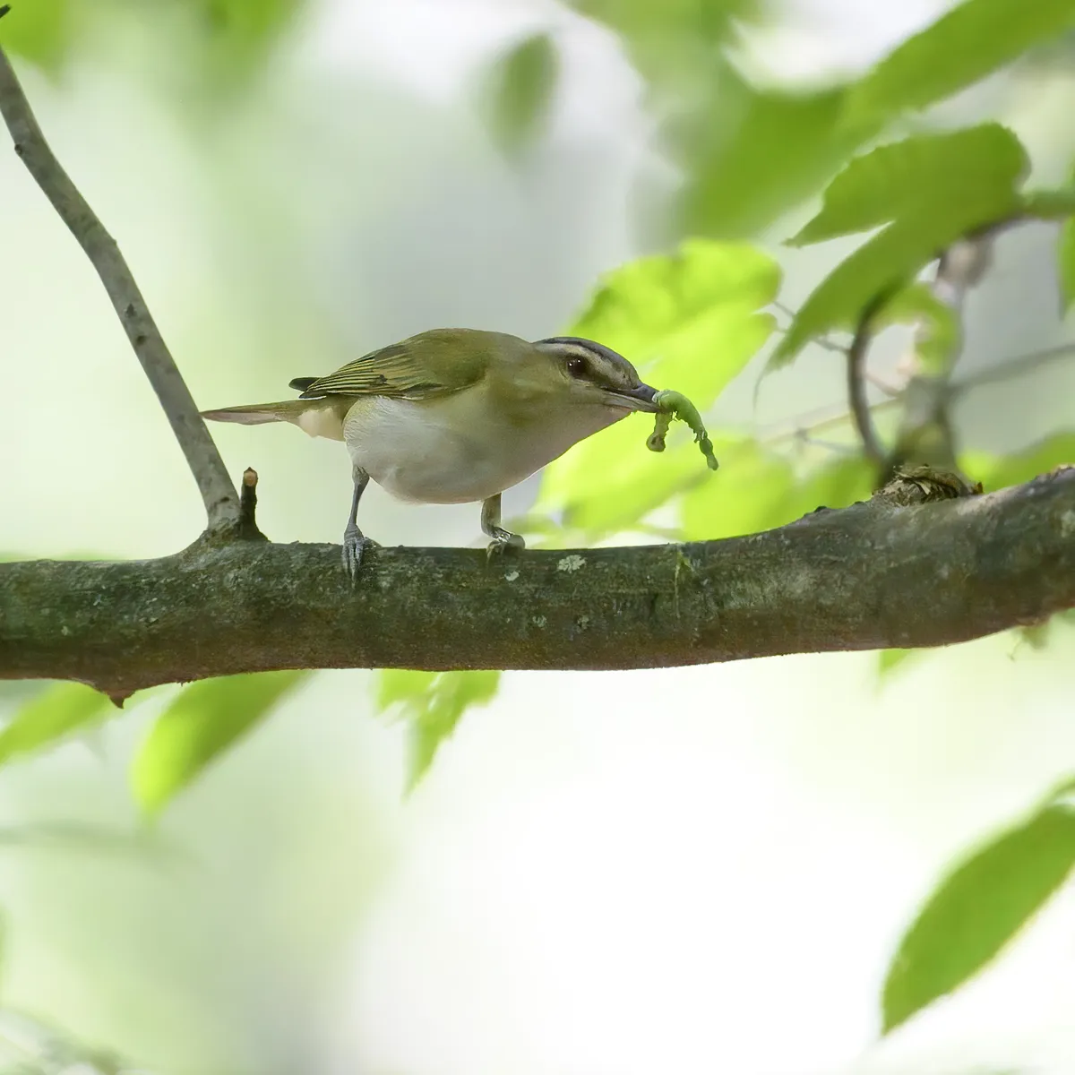Vireo de Ojo Rojo