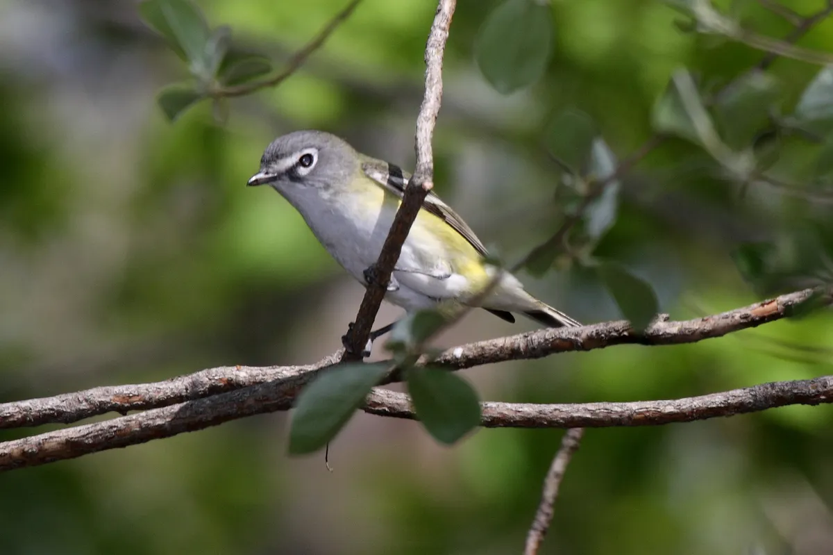 Blue-headed Vireo