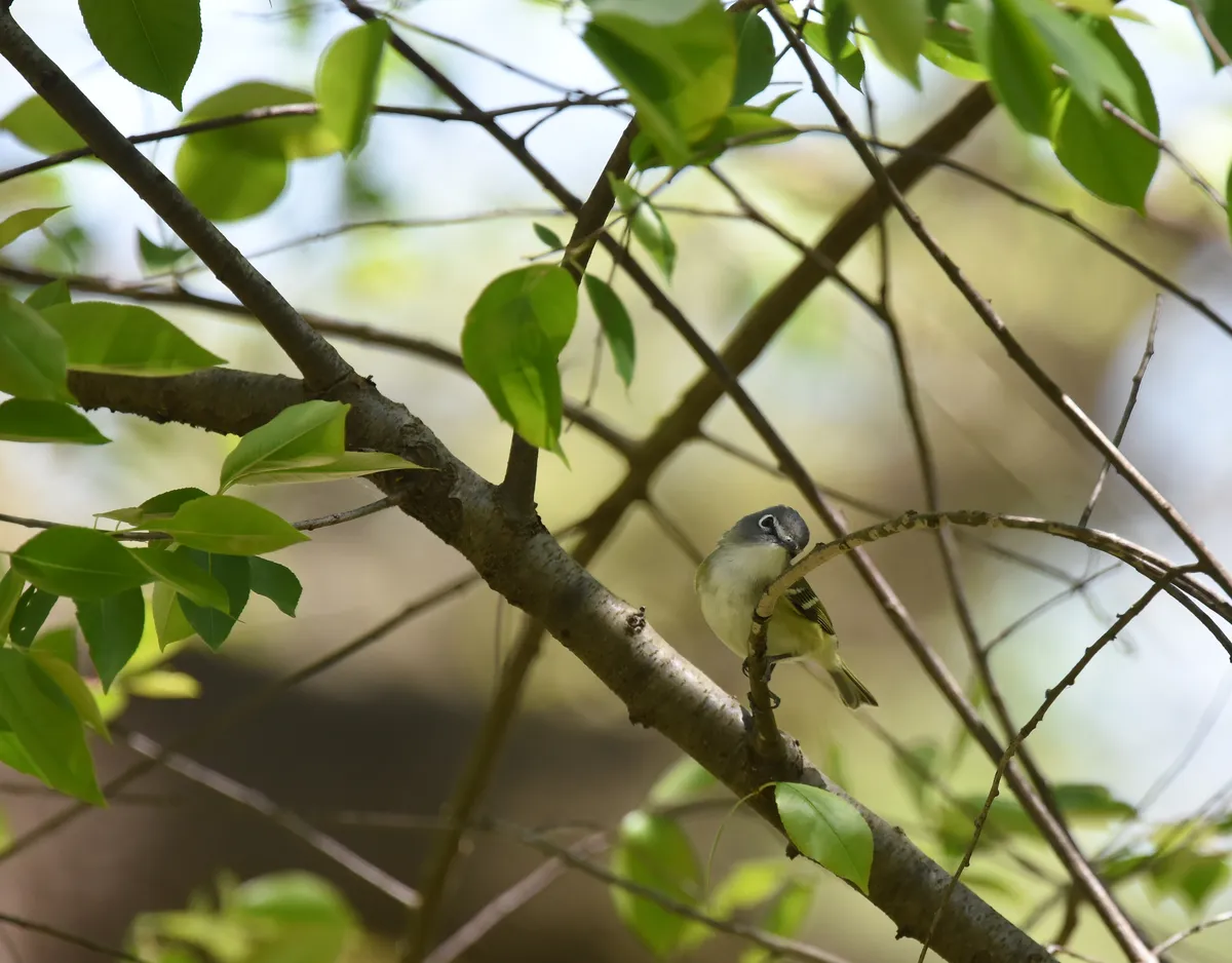 Blue-headed Vireo