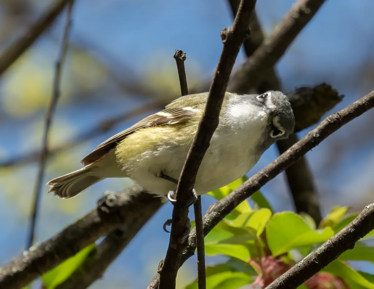 Blue-headed Vireo