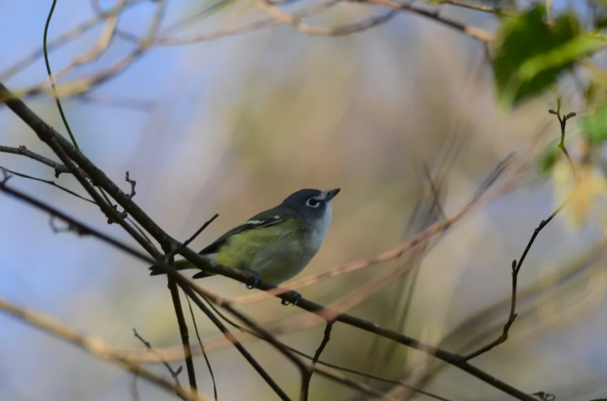 Blue-headed Vireo
