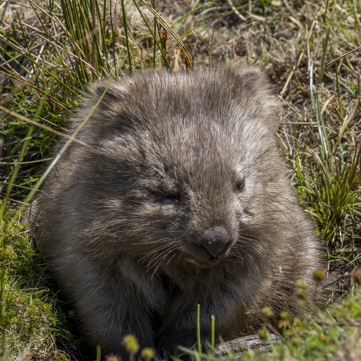 Common Wombat