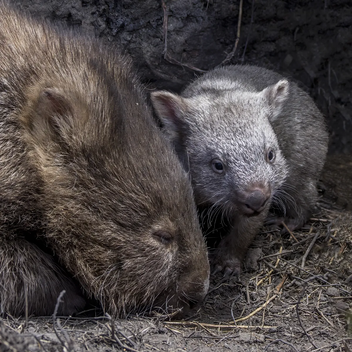Common Wombat