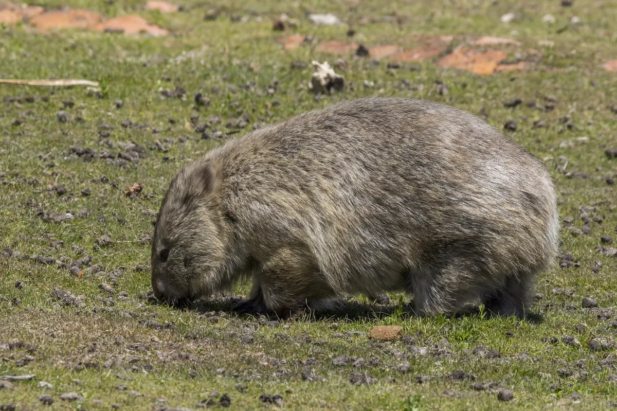Common Wombat