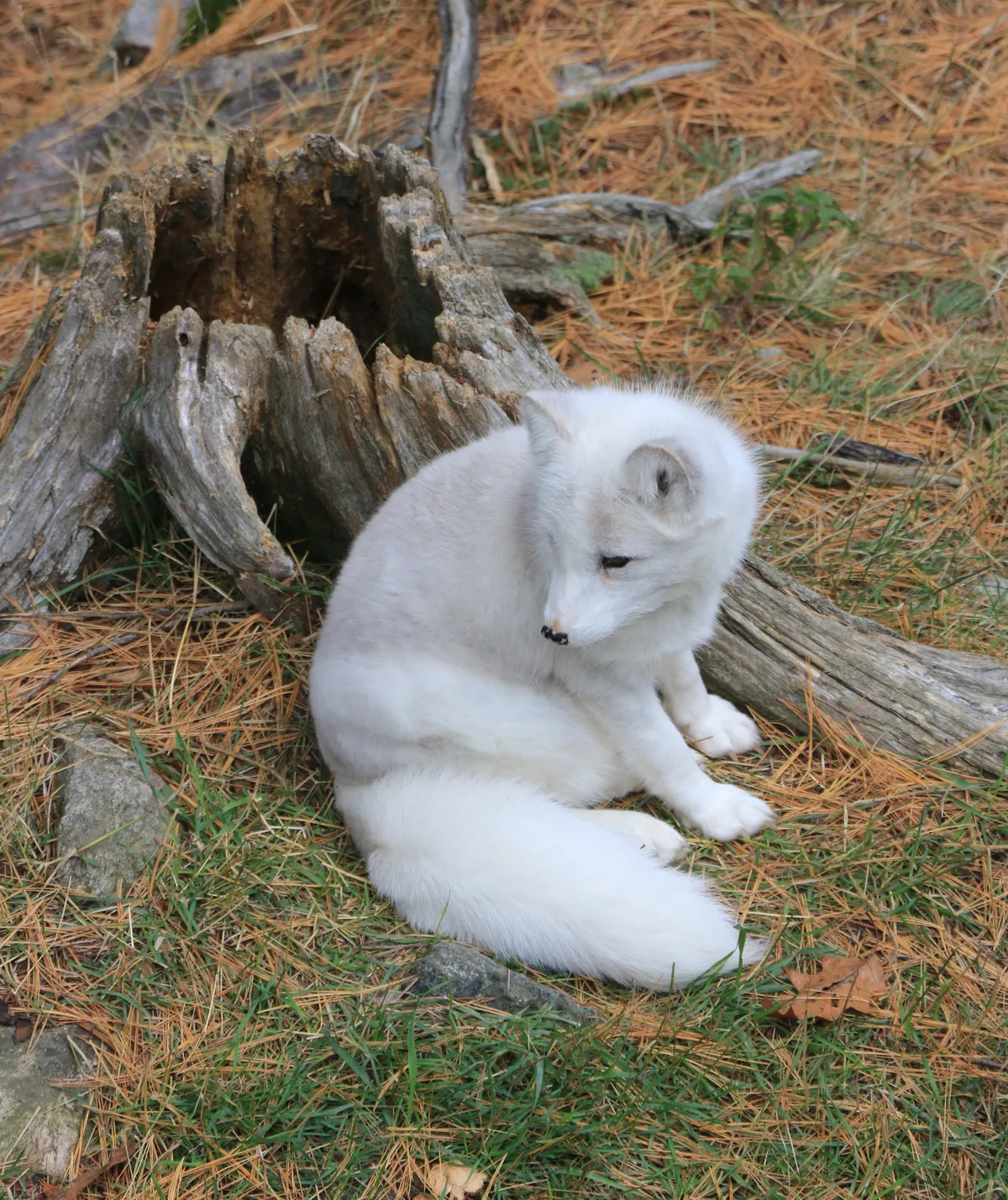 Arctic Fox