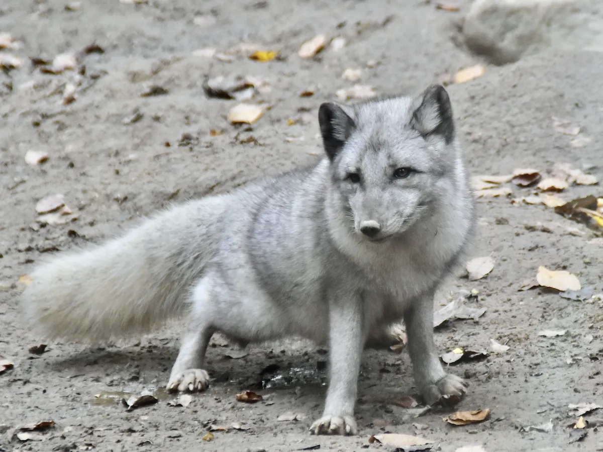Arctic Fox