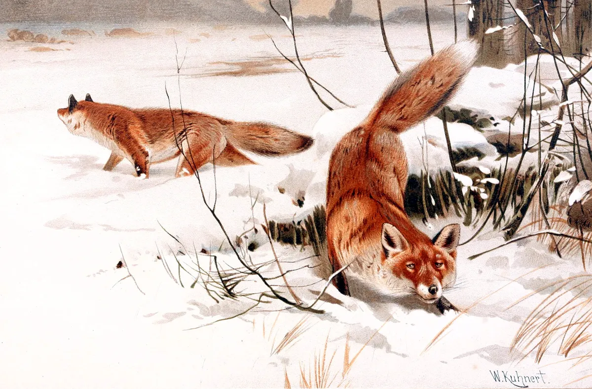 Red Fox