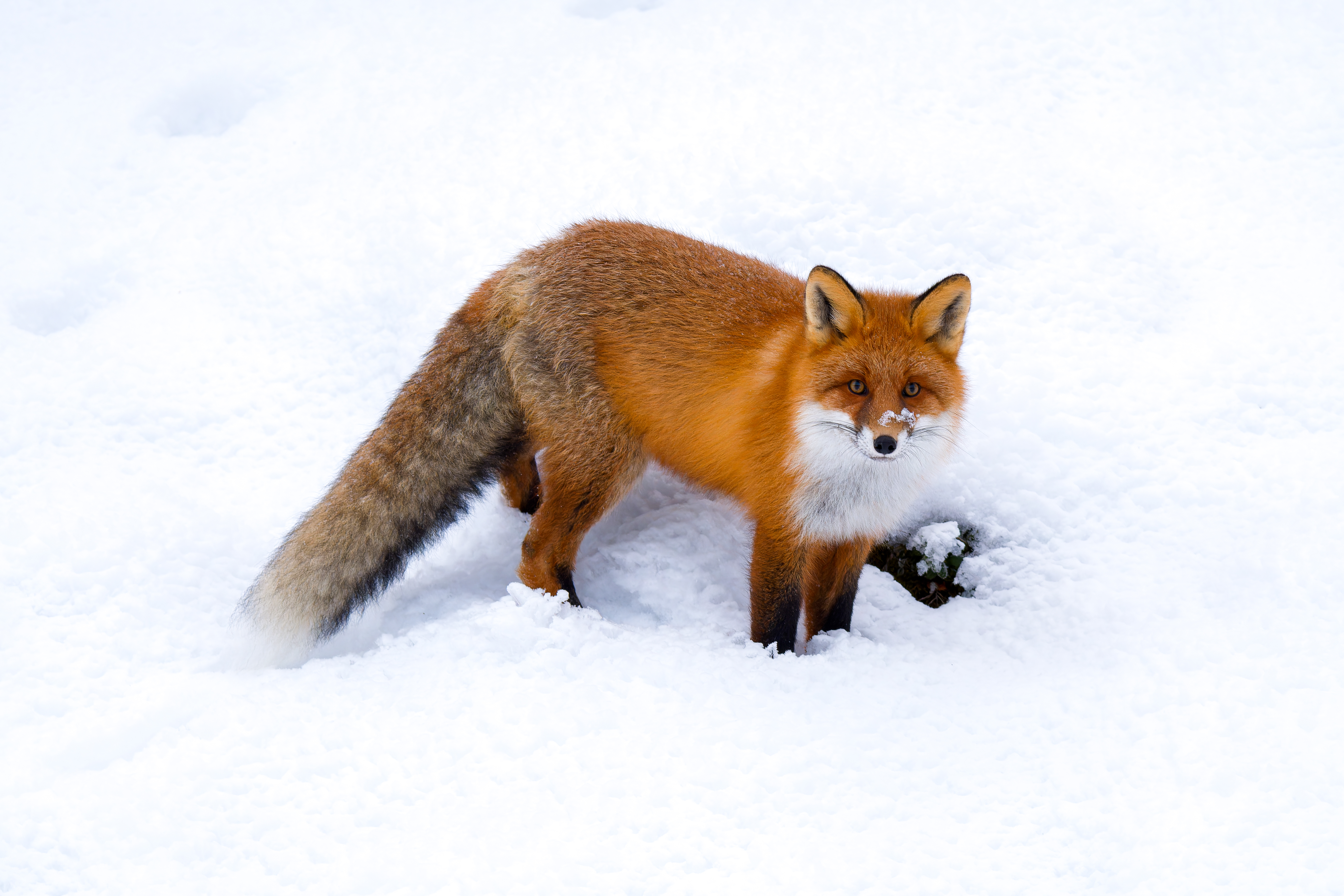 Red Fox
