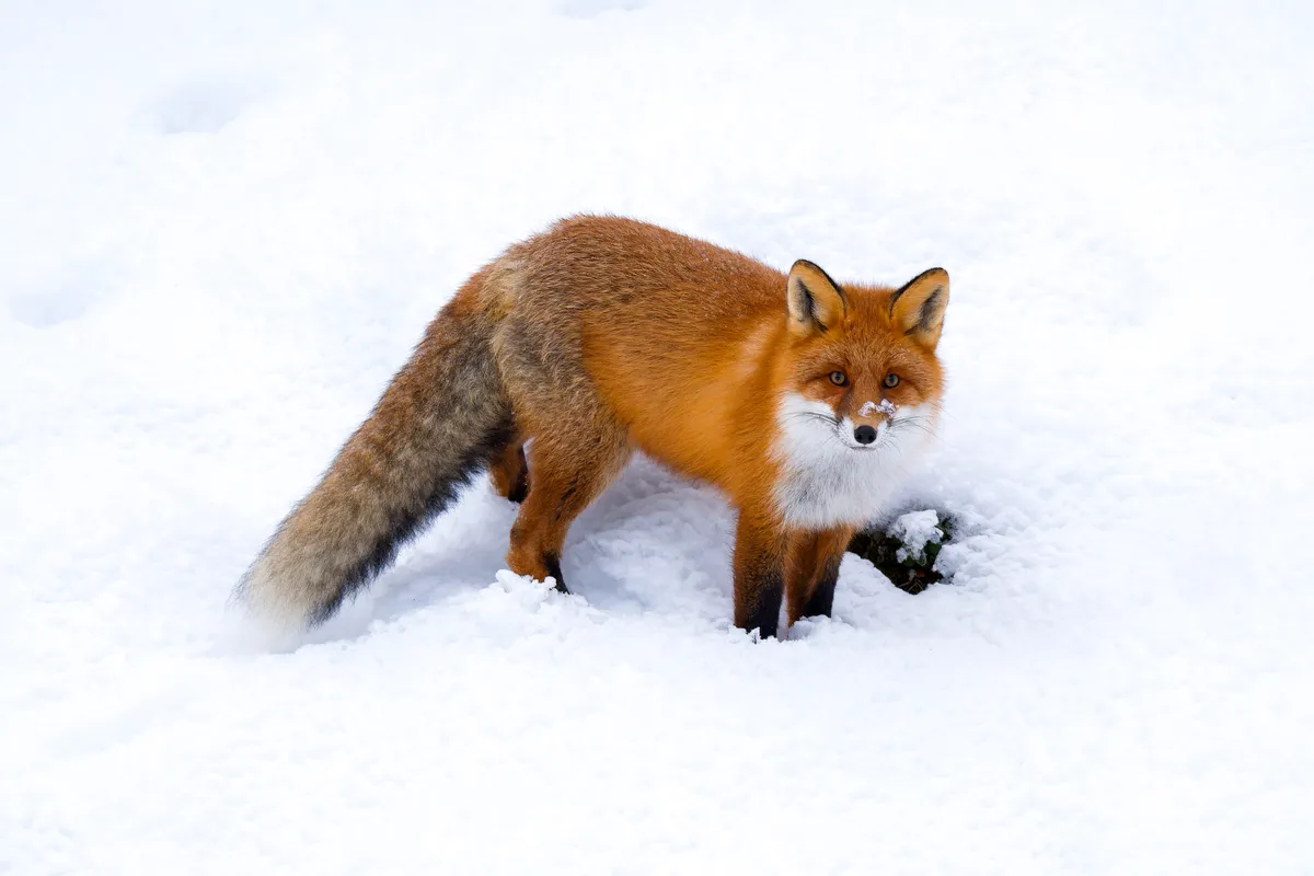 Red Fox
