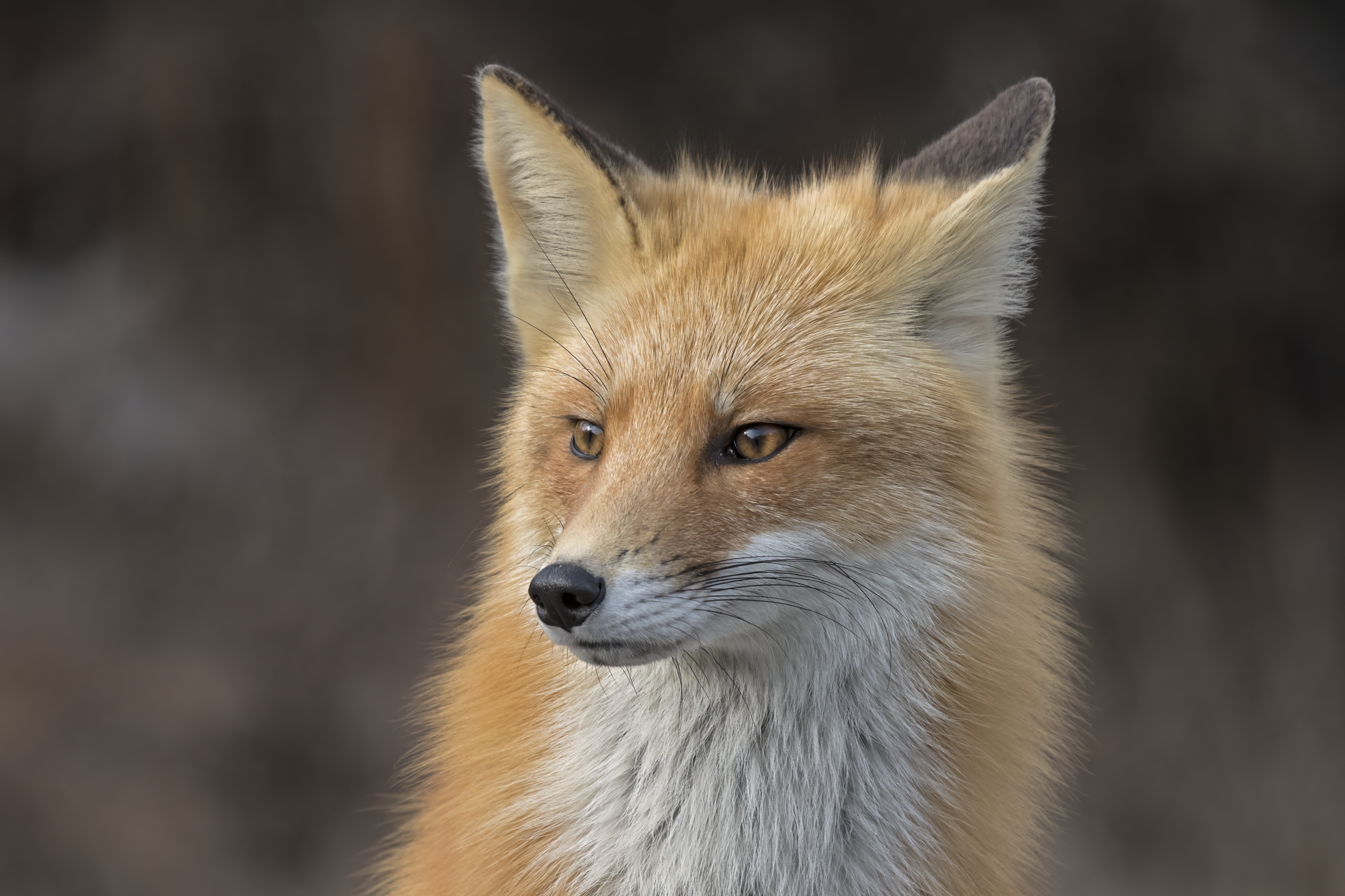 Red Fox