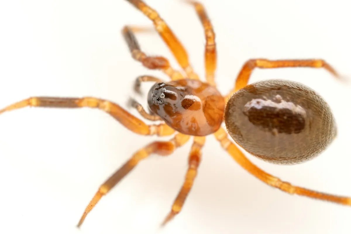 Walckenaeria atrotibialis