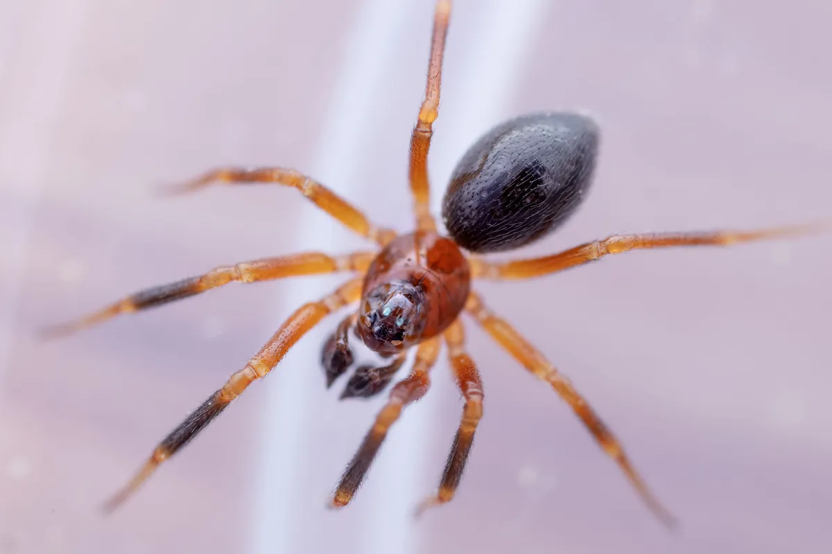 Tejedor de Nicho de Patas Negras