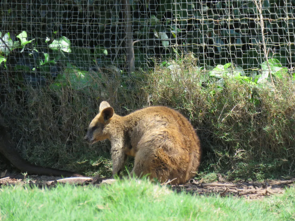 Swamp Wallaby