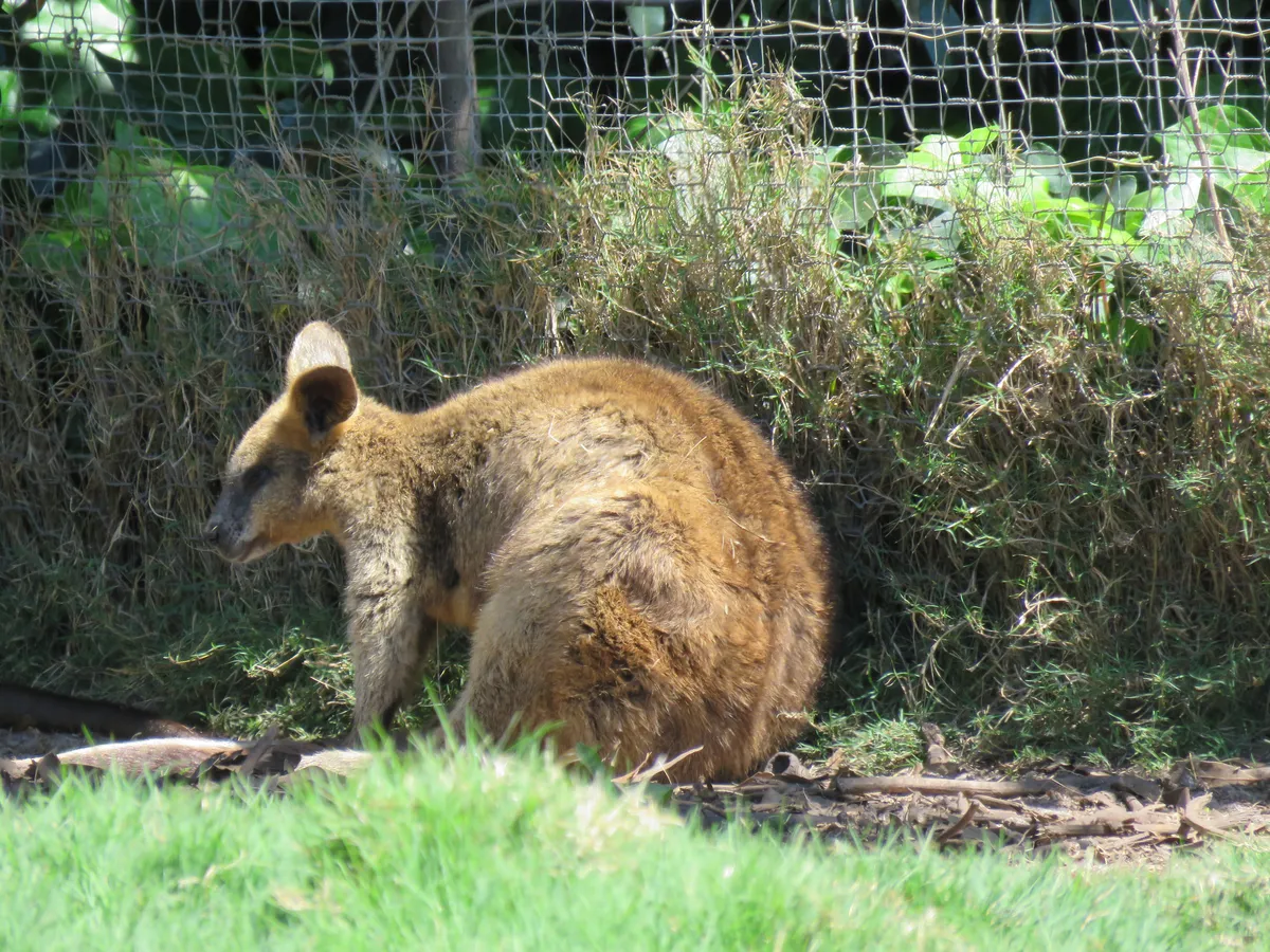 Swamp Wallaby