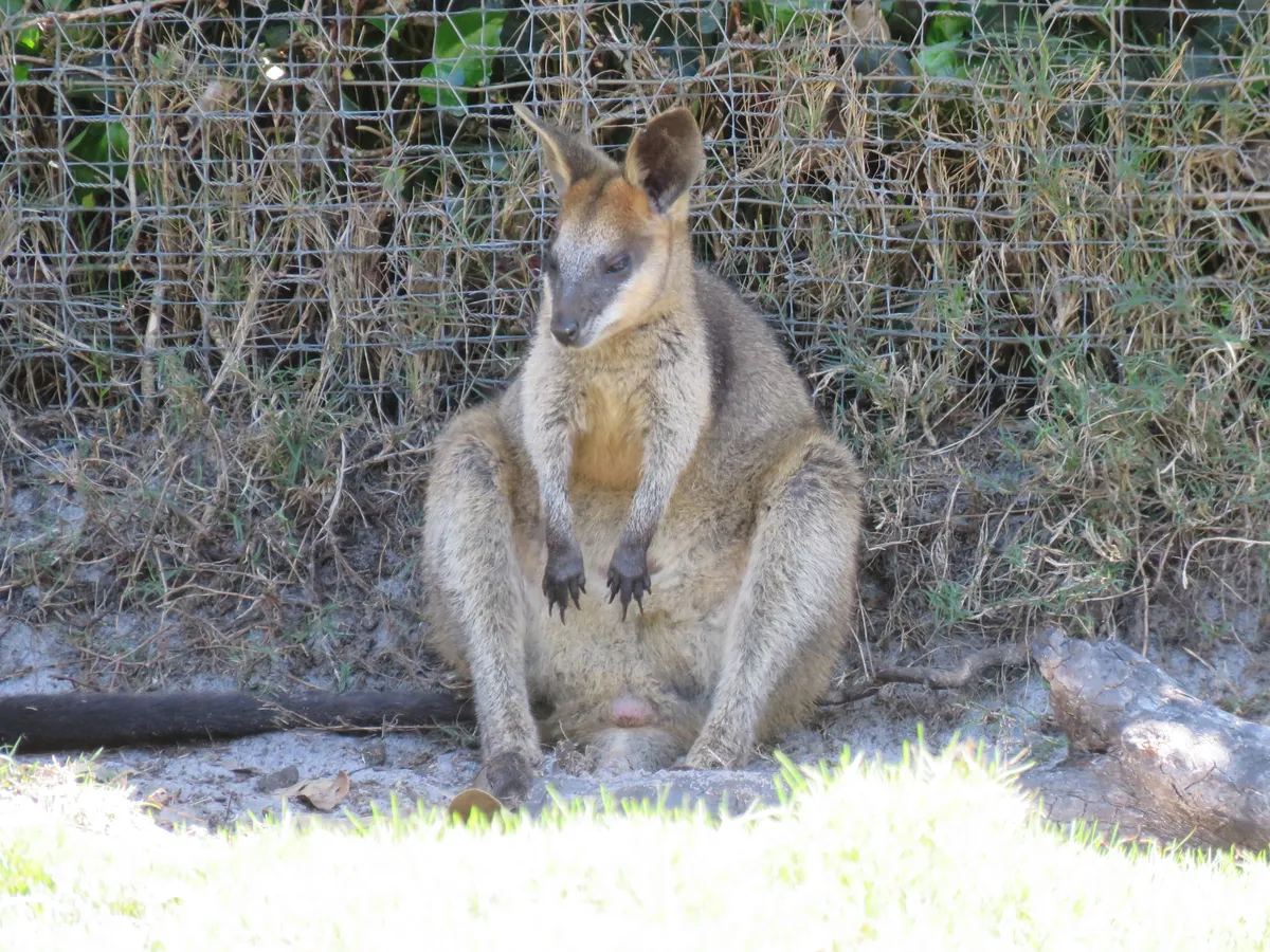 Swamp Wallaby